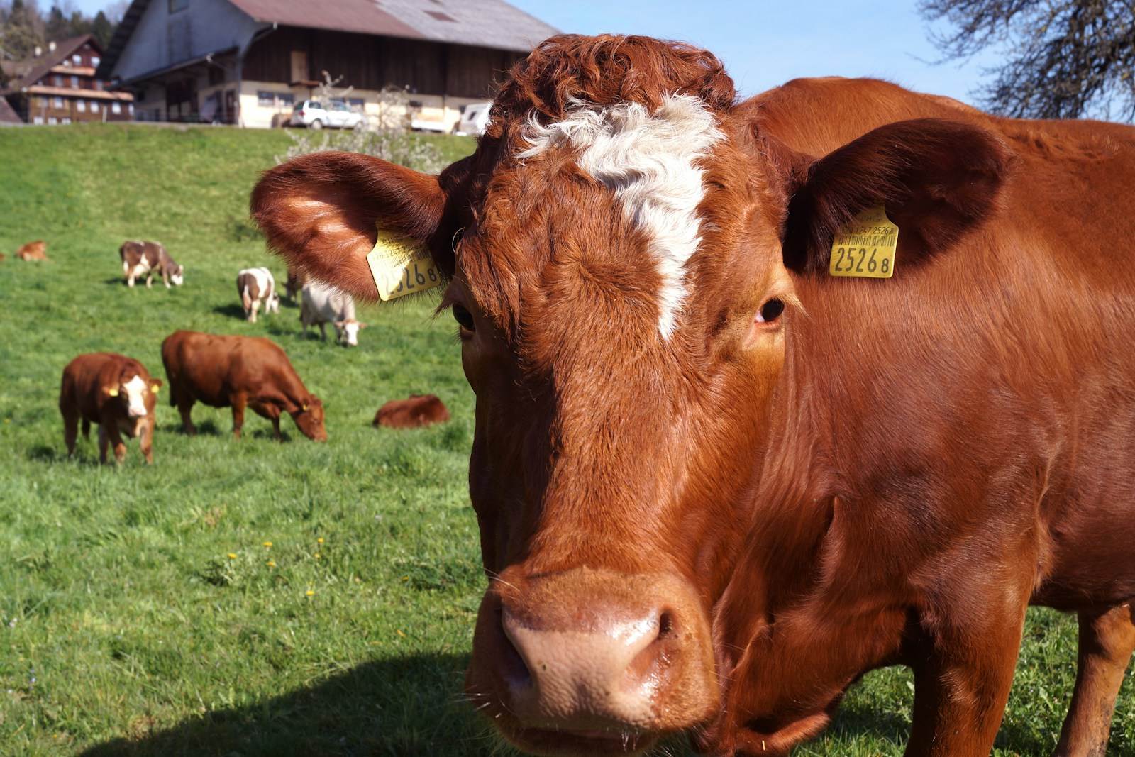 Photo by Valeria Cruciani a brown cow standing on top of a lush green field
